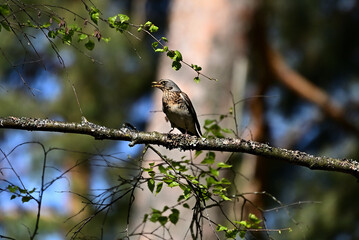 A white-browed thrush sits on a tree branch.