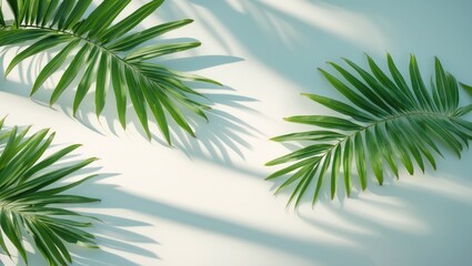 Obraz premium Palm frond casting strong shadows. Simple backdrop. Sunlight, harsh shadow, top view
