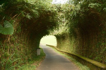 Peaceful Bamboo Tunnel Pathway