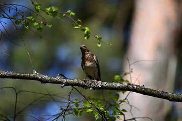 A white-browed thrush sits on a tree branch.