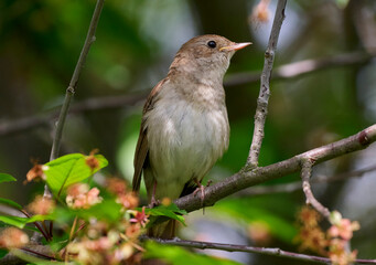 The Eastern Nightingale sings on a tree in spring.