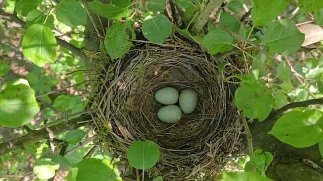 Nest of Blackbird with eggs on a tree (Turdus merula) - (4K)