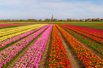 Colorful tulip field and Dutch windmills in spring