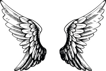 vector illustration of wings
