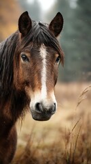 Naklejka premium Close-up of a majestic brown horse with a white blaze standing in a serene autumn landscape surrounded by tall grasses