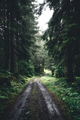 Fototapeta premium Serene Forest Pathway Surrounded by Lush Green Trees and Foliage