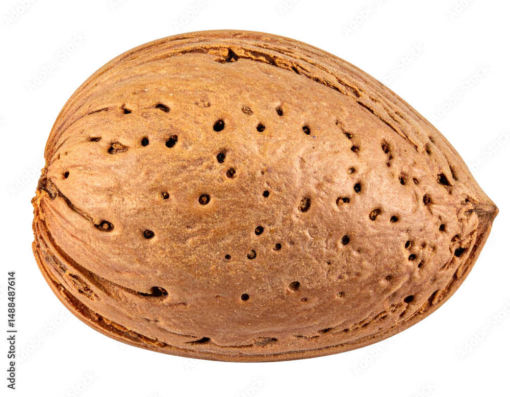 Poster close up of canarium nut shell isolated on transparent background