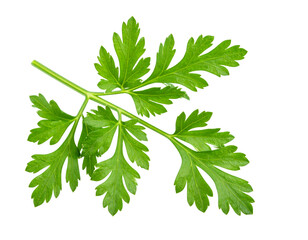 Fresh Chervil Sprig with Delicate Green Leaves on Transparent Background