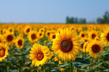 Fototapeta premium Vibrant Sunflowers in a Sunny Field Under Clear Blue Sky