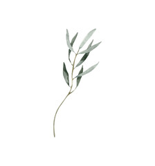 Watercolor Minimalistic Olive Branch, Realistic Olive Greenery Illustration, Elegant Botanical Element, for Mediterranean Design