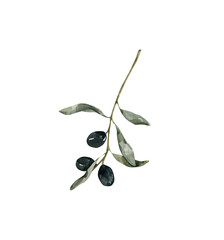 Watercolor Minimalistic Olive Branch, Realistic Olive Illustration, Elegant Botanical Element, for Mediterranean Design