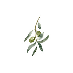 Watercolor Minimalistic Olive Branch, Realistic Olive Illustration, Elegant Botanical Element, for Mediterranean Design © ArtMaslyana