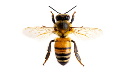 Honey bee top view isolated on transparent background

