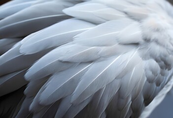 Feather texture - Soft gray and white overlapping pattern, natural plumage background