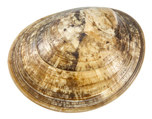 Geoduck clam close up isolated on white background with transparent background
