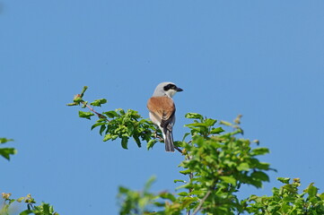 Male Red-backed shrike standing on the branch. Lanius collurio