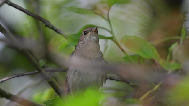 An eastern nightingale sings on a tree branch.