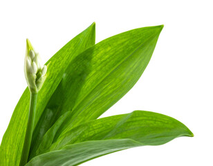Fototapeta premium Ramsons leaves with flower bud close up on transparent background