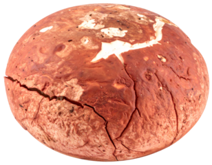 Red cracked bolete mushroom close up isolated on white background