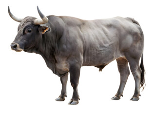 The black bull isolated on white background 