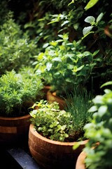 Lush Green Herb Garden with Fresh Plants in Wooden Pots