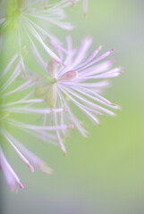 Abstract Close up of Magenta Pink Flowers of Columbine Meadow-rue