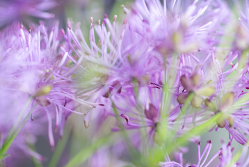 Abstract Close up of Magenta Pink Flowers of Columbine Meadow-rue