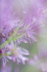 Abstract Close up of Magenta Pink Flowers of Columbine Meadow-rue