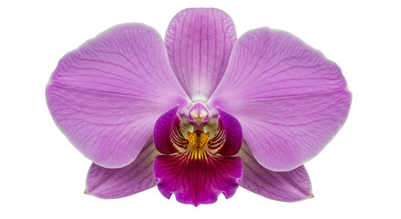 Fototapeta premium Purple Orchid Flower Isolated Macro Close Up on White Background