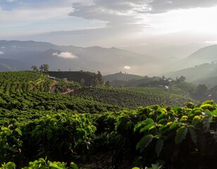 Coffee Plantations of Chikmagalur &ndash; A Scenic View of Lush Green Hills