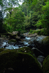 Serene Forest Stream Flowing Through Lush Greenery and Rocky Terrain