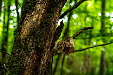 close-up bark and dry leaves of an oak tree in the forest