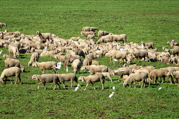 Flock of Sheep Grazing in Green Pasture with Egrets