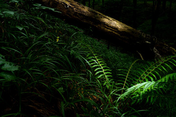 ferns and a fallen tree in the forest lit by a ray of sunlight