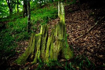 tree stump completely covered in moss in the forest