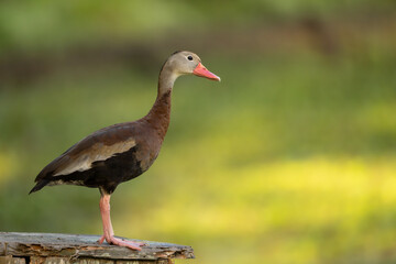 A Black-bellied Whistling duck perched on a nesting box