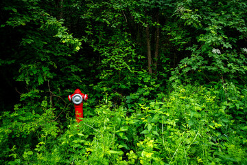 fire hydrant in the forest