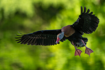 A Black-bellied Whistling duck landing on nexting box