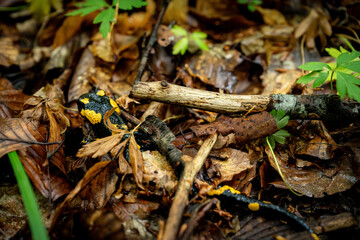 close-up salamander in the forest in its natural habitat