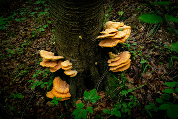 chicken mushroom on the tree (sulphur shelf, chicken of the woods, Laetiporus, chicken fungus)