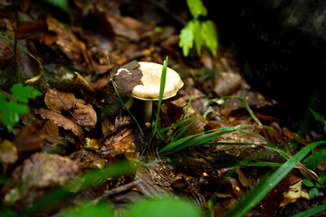 close-up mushrooms in the forest surrounded by leaves