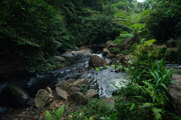 Serene Forest Stream With Rocky Banks Surrounded by Lush Greenery
