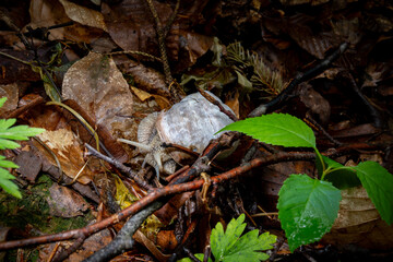 a close-up of a snail in the forest in its natural habitat
