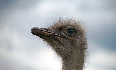Head of a young common ostrich against the sky.