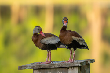 Pair of Black-bellied Whistling ducks perched on nesting box