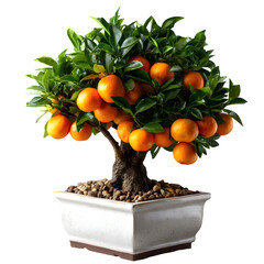 Orange tree bonsai in square planter, transparent background indoor plants transparent
