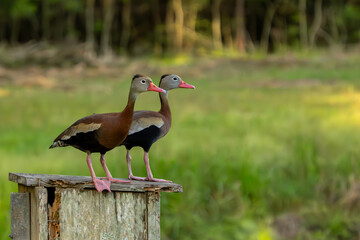 Pair of Black-bellied Whistling ducks perched on nesting box