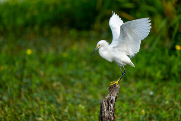 A snowy egret landing on a tree stump in a pond