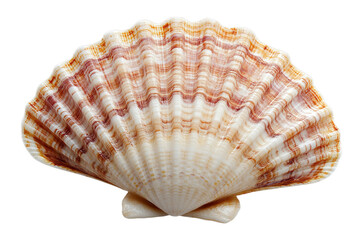 Close up of a scallop seashell with brown stripes isolated on a transparent background