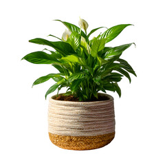Peace lily in a woven basket planter on white indoor plants transparent